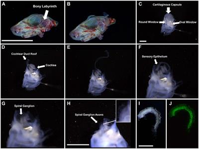 In vitro Methods to Cultivate Spiral Ganglion Cells, and Purification of Cellular Subtypes for Induced Neuronal Reprogramming